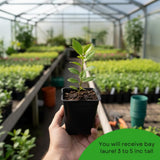Bay Leaf Plant, Bay Leaf Tree Live Plant, 3-5 Inc Tall, Sweet Laurel Herb Plants for Container and Outdoor Garden
