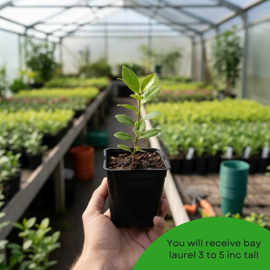 Bay Leaf Plant, Bay Leaf Tree Live Plant, 3-5 Inc Tall, Sweet Laurel Herb Plants for Container and Outdoor Garden