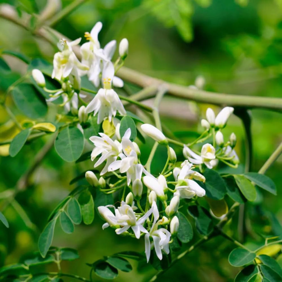 Set 35+ Moringa Oleifera Seeds for Planting, Moringa Seeds, Easy Care Tree, Ideal for Indoor Outdoor Gardening