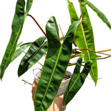 Philodendron Live Plant, Rare Houseplant, 5-8" Tall Tropical Foliage Indoor Plant for Decoration Home Garden (Heart-Shaped Long Leaf Philodendron)
