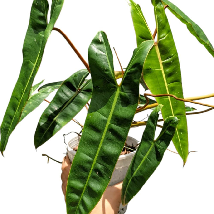 Philodendron Live Plant, Rare Houseplant, 5-8" Tall Tropical Foliage Indoor Plant for Decoration Home Garden (Heart-Shaped Long Leaf Philodendron)