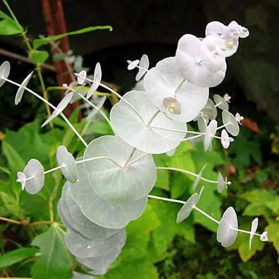 Set 2 Live Eucalyptus Trees Plants, Baby Blue Eucalyptus Plants Indoor Outdoor Fragrant Leaf, Zones 8 to 10