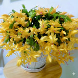 Yellow Thanksgiving Cactus in 4" Pot for Spring Planting, Indoor Outdoor Home Decor