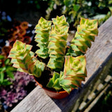 Variegated String of Buttons Live Plants, Easy Indoor Trailing Succulent in 2.5" Pot, Hanging Succulent Houseplant Indoor Outdoor Planting