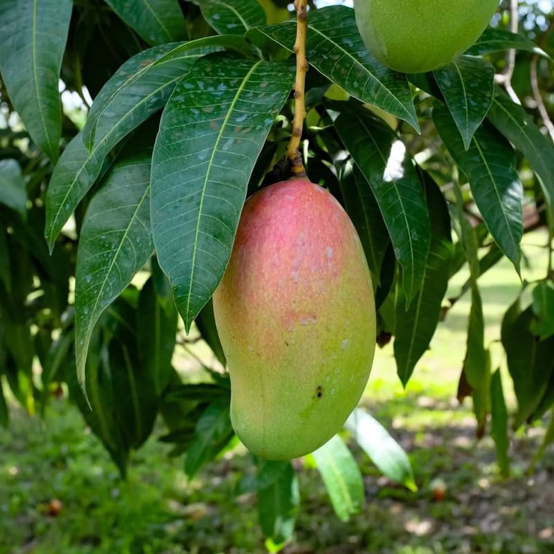 Grafted Mango Tree Live, 2 Feet Tall, Tropical Pride Mango Fruit Tree for Outdoor Planting