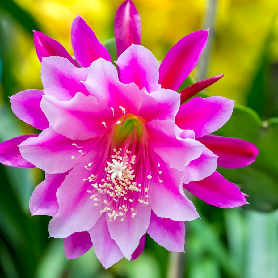 Epiphyllum Plants Live, 2 Plants per Pot, Orchid Cactus Plants for Indoor and Outdoor Planting, Well Rooted Orchid Cactus Plant, Ready to Plant (Pink Epiphyllum)
