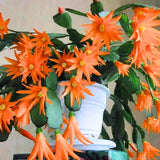 Random Easter Cactus Plant Live, Holiday Blooming Indoor Plants Live Houseplants, Succulents Well-Rooted 5-8" Tall, No Pot