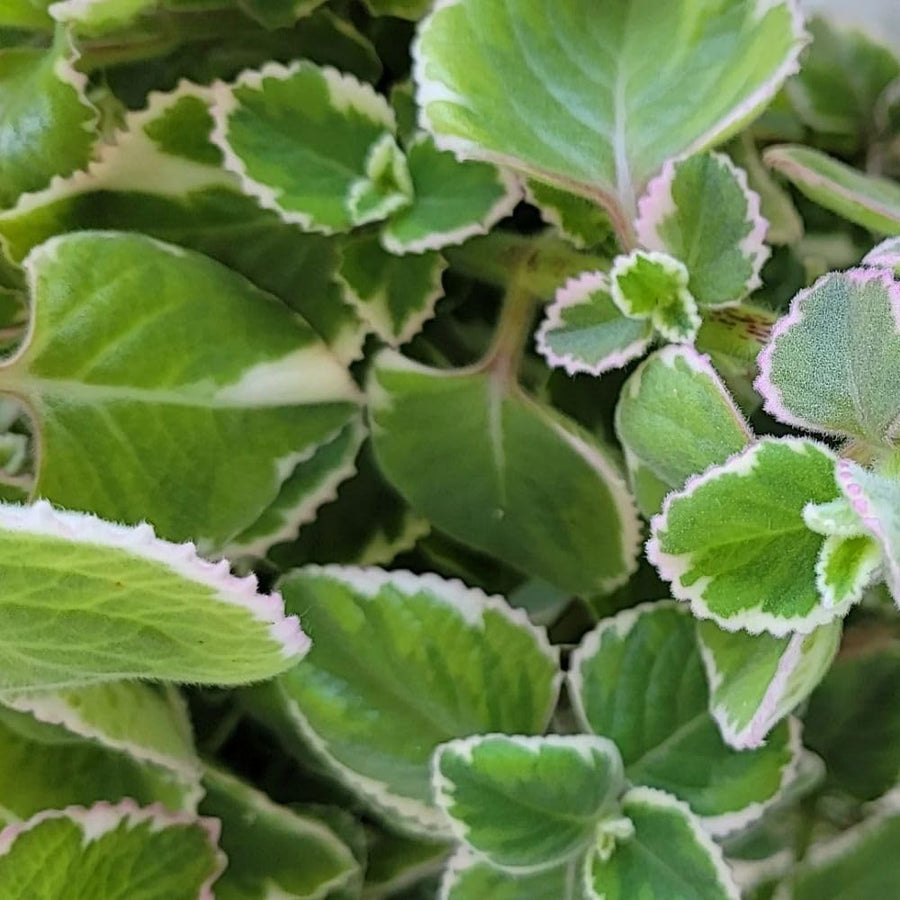 2 Variegated Cuban Oregano Live Plant Per Pot, 3-6 Inches Tall, Herb Oregano Plant Live, Fragrant Perennial Herb for Gardening, Indoor Outdoor Herb Plant