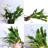 White Christmas Cactus Plant Live Christmas Cactus, Holiday Cactus Live Plant Pot, Houseplant, 5 to 7 Inc Tall