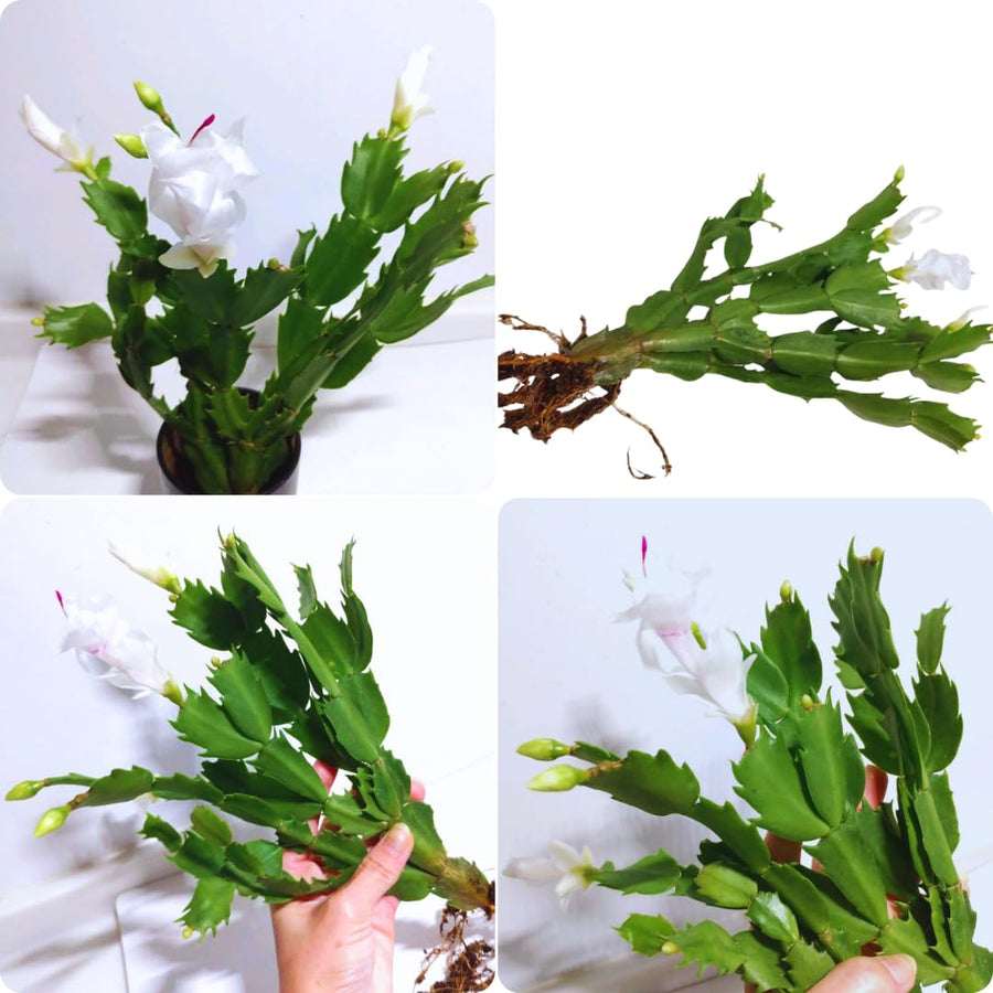 White Christmas Cactus Plant Live Christmas Cactus, Holiday Cactus Live Plant Pot, Houseplant, 5 to 7 Inc Tall