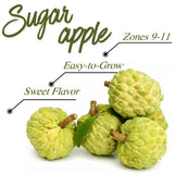 Sweet Sugar Apple Plant Live, 1 Year Old Annona Squamosa 6-8" in Tall Potted, Tropical Fruit Tree for Tropical Fruit Outdoor Growing, Zones 9-11