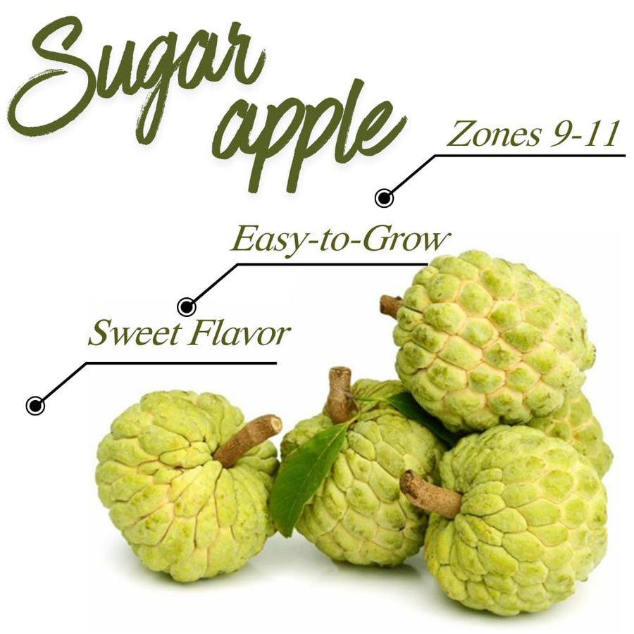 Sweet Sugar Apple Plant Live, 1 Year Old Annona Squamosa 6-8" in Tall Potted, Tropical Fruit Tree for Tropical Fruit Outdoor Growing, Zones 9-11