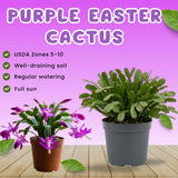 Easter Cactus Live Plant, Easter Cactus Plant 5 Inches in Height, 4 Inch Pot, Bright Bloom Flowering Houseplant for Planting (Purple)
