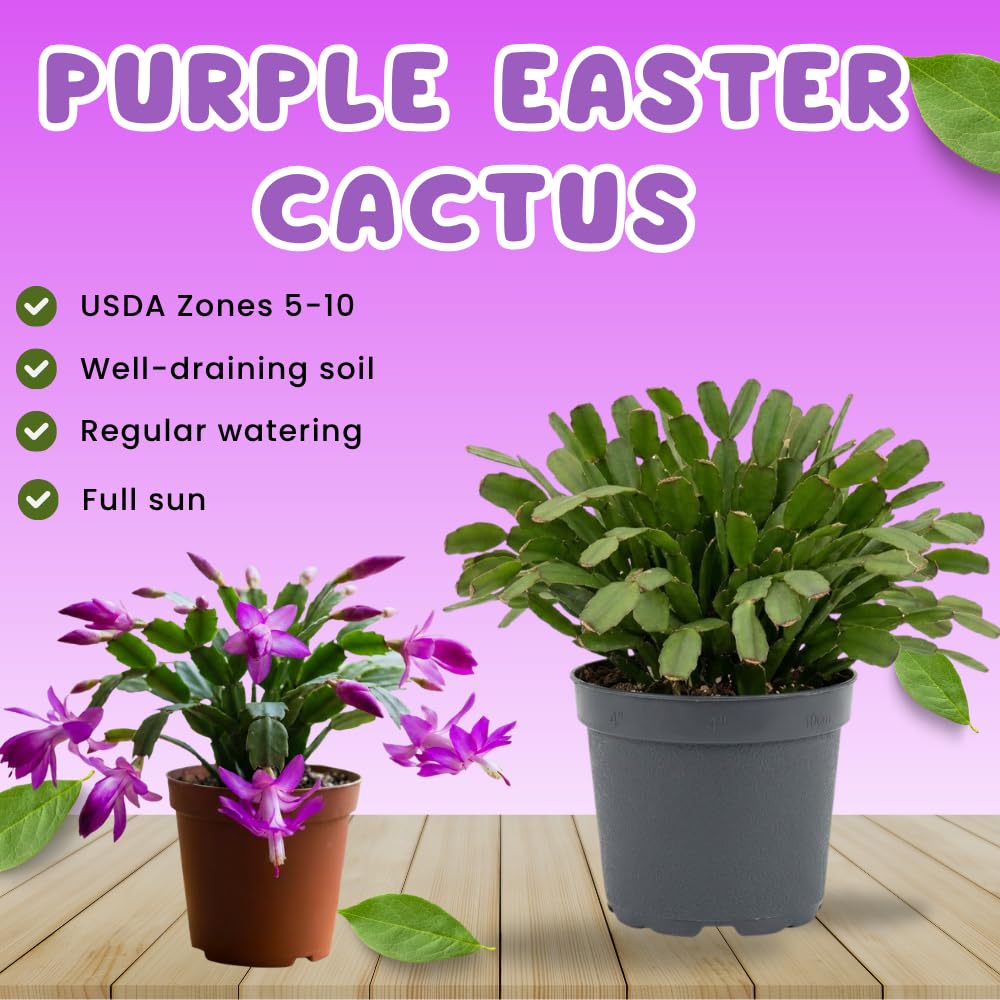 Easter Cactus Live Plant, Easter Cactus Plant 5 Inches in Height, 4 Inch Pot, Bright Bloom Flowering Houseplant for Planting (Purple)