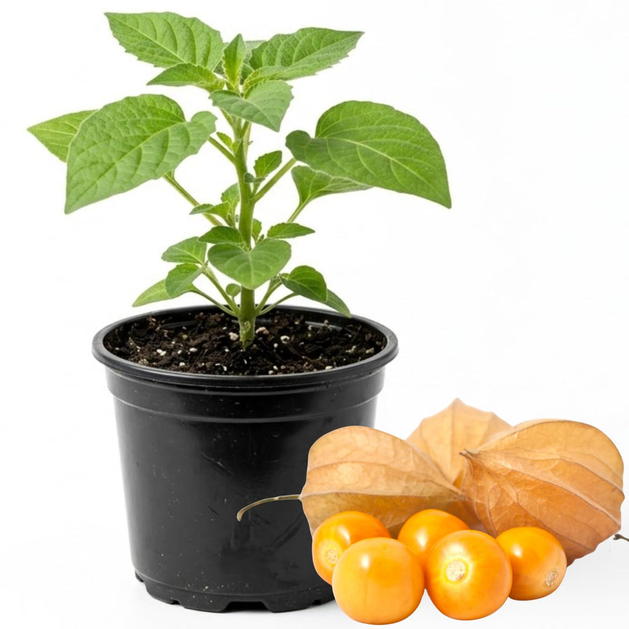 Cape Gooseberry Plant in 4 Inch Pot, Live Golden Berry Ground Cherry Plants, 6-9" Tall Sweet Tropical Fruit Plant, Easy to Grow Plants