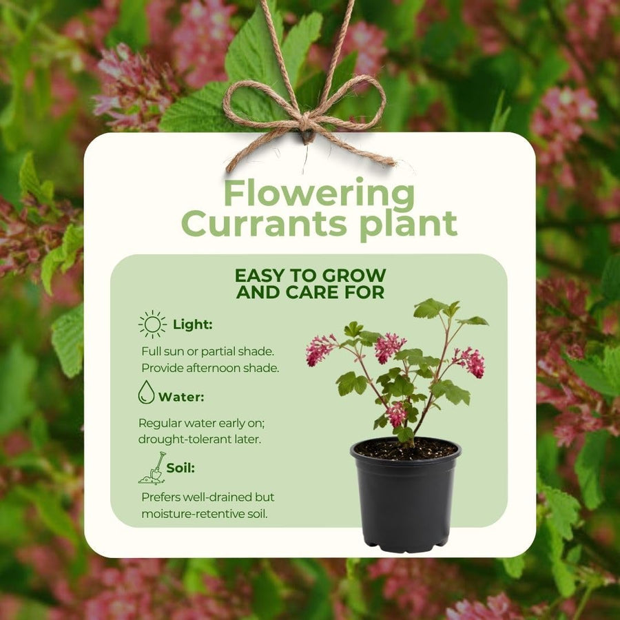 Pink Flowering Currants Live Plant in Pot, 4-7" Tall, Flowering Currants Plant, Hardy Ornamental Shrub for Garden Landscape, Spring Blooms