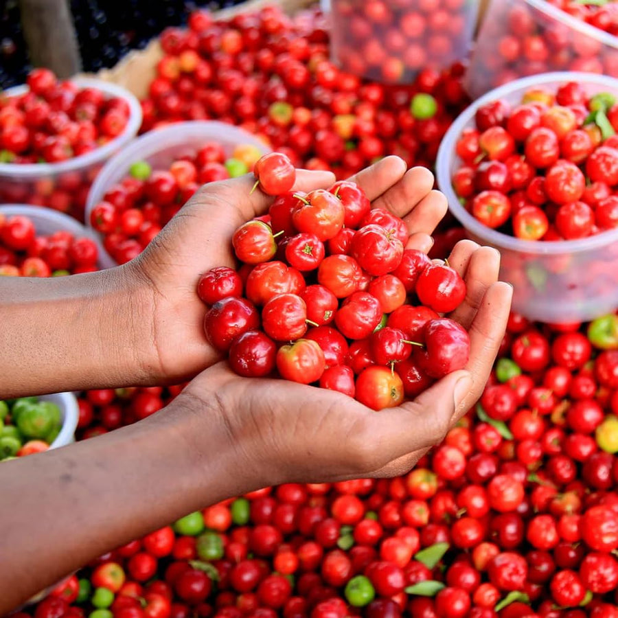 Acerola Barbados Cherry Plant Live, 2 Years Old Early Fruiting Cherry Fruit Live Plant, Sweet Tropical Fruit Tree, 2 feet Tall for Outdoor Garden