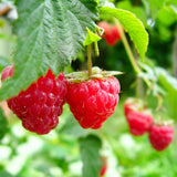 Live Red Raspberry Plant, Sweet Berries Plant, 3 Inch Pot, Ready for Planting