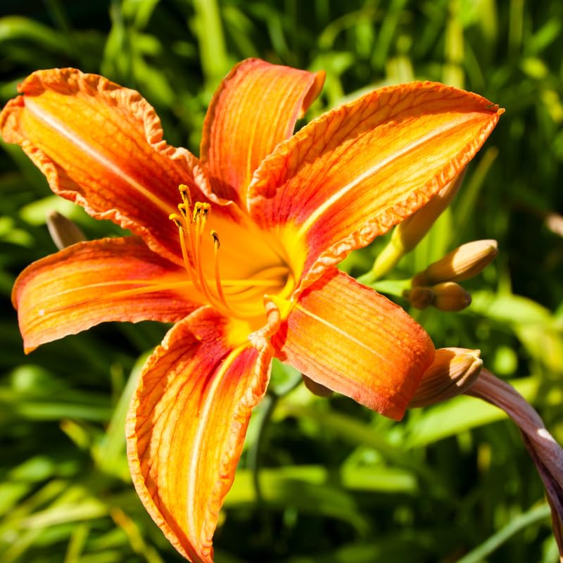 3 Wild Orange Daylily Bulbs for Planting, Reblooming Daylilies Roots, Hardy Perennial Flowers Bulbs, Gardens and Borders Planting