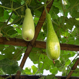 Pack 25 Bottle Gourd Seeds, Long Melon Climbing Vine, Vegetable Seed for Outdoor Gardening, Zone 8 to 11