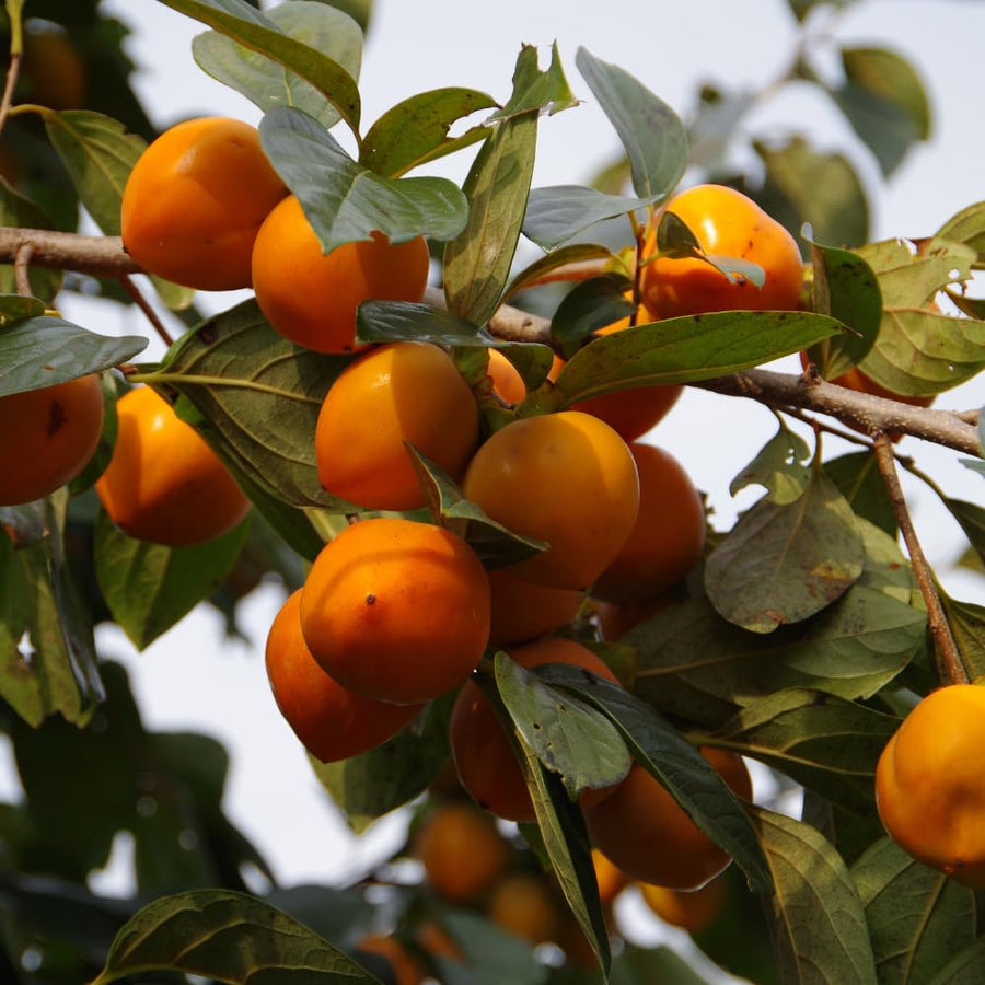 Sweet Persimmon Live Tree for Planting, Edible Fruit Plant for Backyard Garden, Cold-Hardy Fruit Tree 6-12'' Tall