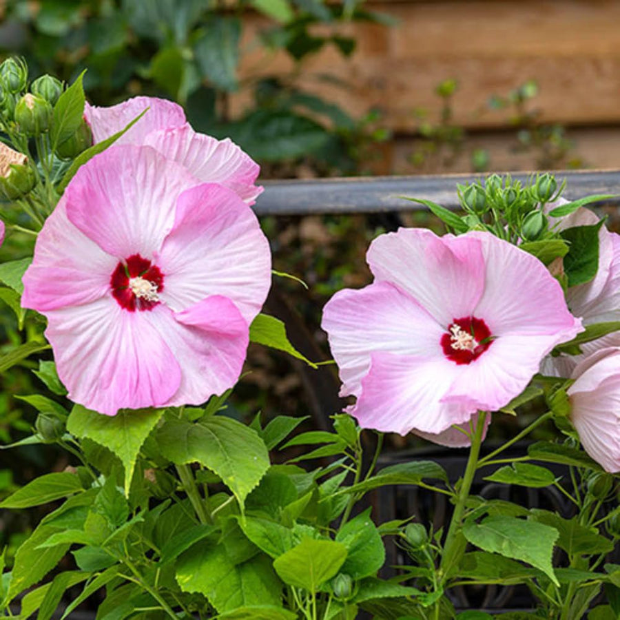 Set 2 Hardy Hibiscus Plants Live, Perennial Hibiscus Flower Trees 5-9 Inches, Outdoor Garden Planting - Pink Hibiscus