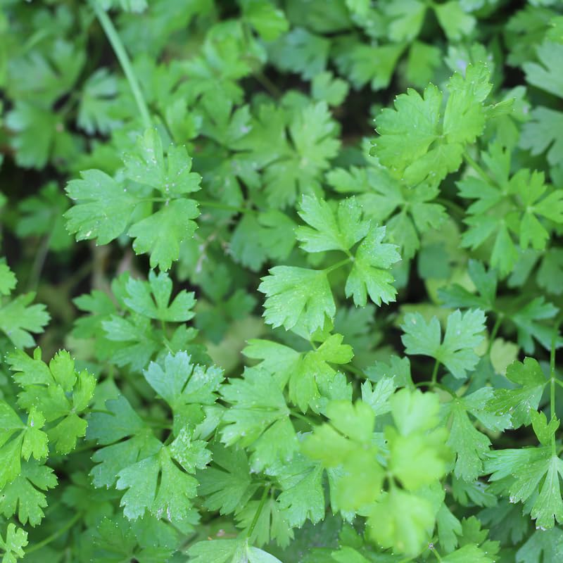 Parsley Plants Live in Pot, Fresh Herb Plant for Containers, Gardens Planting, Live Parsley Plant