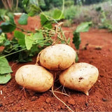 24 Jicama Seeds for Planting, Garden Vegetable Seeds for Home Growing