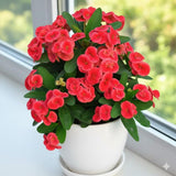 Red Crown of Thorns Plant, Euphorbia Milii Live Plant, 4 Inch Pot, Live Flowering Succulent Houseplant, Indoor or Outdoor Plants