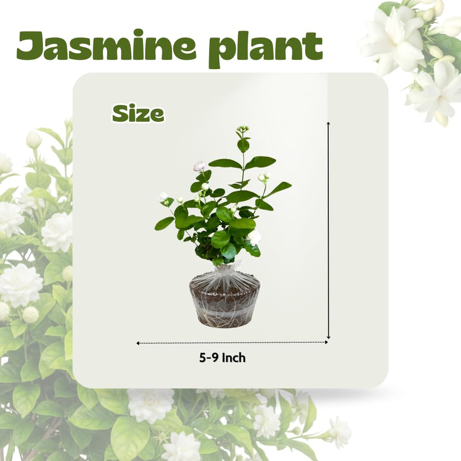 Grand Duke of Tuscany Jasmine Plants Live, Double Jasmine Live Plants, Arabian Jasmine Plant Indoor Live Fragrant Flower Garden Outdoor Planting