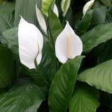 Peace Lily Plant with White Blooms, Well Rooted Peace Lily House Plant, White Flower 4-6 Inches Tall, No Pot