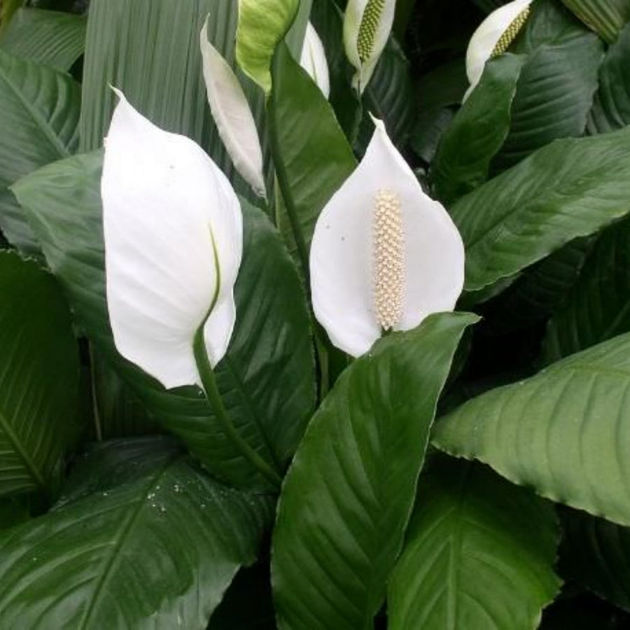 Peace Lily Plant with White Blooms, Well Rooted Peace Lily House Plant, White Flower 4-6 Inches Tall, No Pot