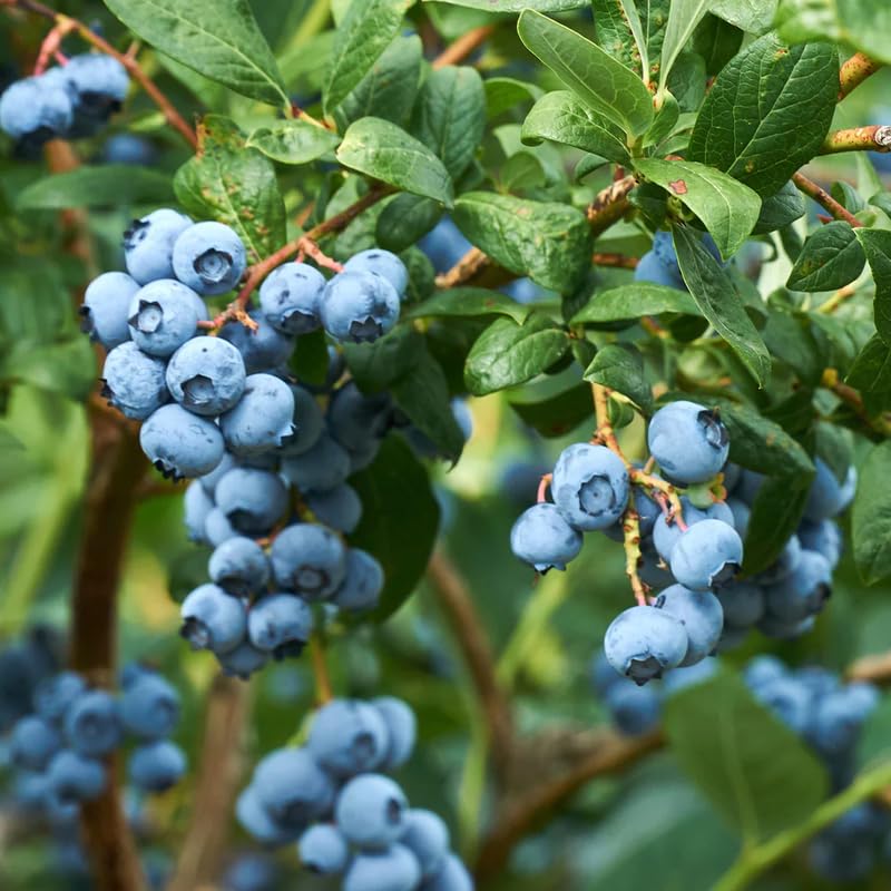 Emerald Blueberry Plant Live in 4’’ Pot, High Yield Blueberries Bush Shrub, Sweet Flavor, Ideal for Home Gardens, Patio Containers