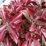 Kalanchoe Live Plant, Kalanchoe Mother of Thousands, Variegated Succulent Houseplant Indoor, 2 Inch Pot (Red)