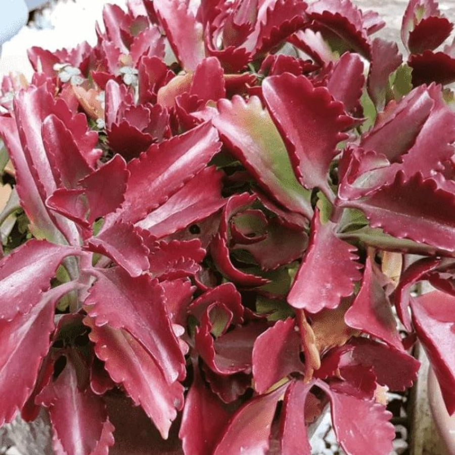 Kalanchoe Live Plant, Kalanchoe Mother of Thousands, Variegated Succulent Houseplant Indoor, 2 Inch Pot (Red)