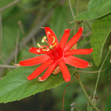 Red Passion Flower Plant - Red Passion Flower Vine Live Plant - Size 5 to 7 Inch Tall, Passiflora Flowers Starter Plant, Without Pot