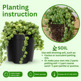 String Plant Live 4 Inch Pot, Rare Succulents Plants in Hanging Baskets, Trailing Succulent Houseplant for Home Office (String of Pearls)