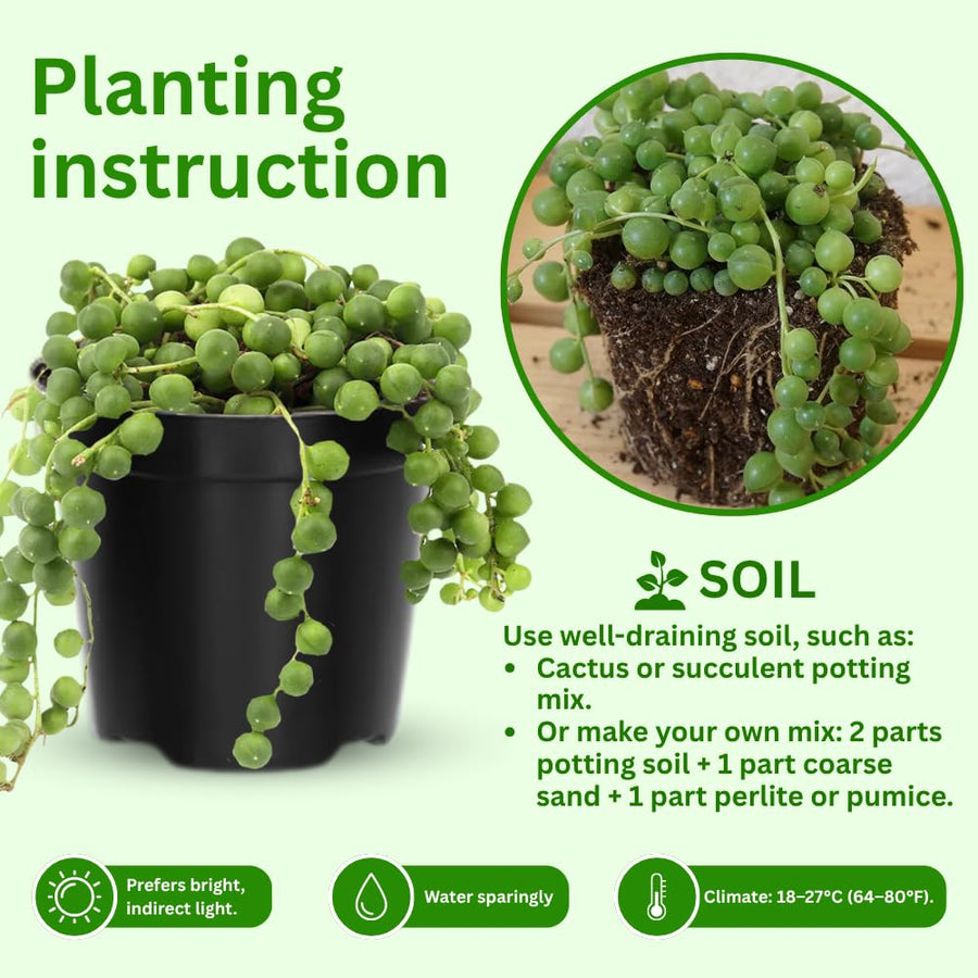String Plant Live 4 Inch Pot, Rare Succulents Plants in Hanging Baskets, Trailing Succulent Houseplant for Home Office (String of Pearls)