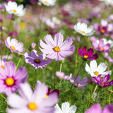 Set 2000 Mix Cosmos Flower Seeds for Planting, Vibrant Multicolor Flowers, Fast Growing, Low Maintenance for Outdoor Gardens
