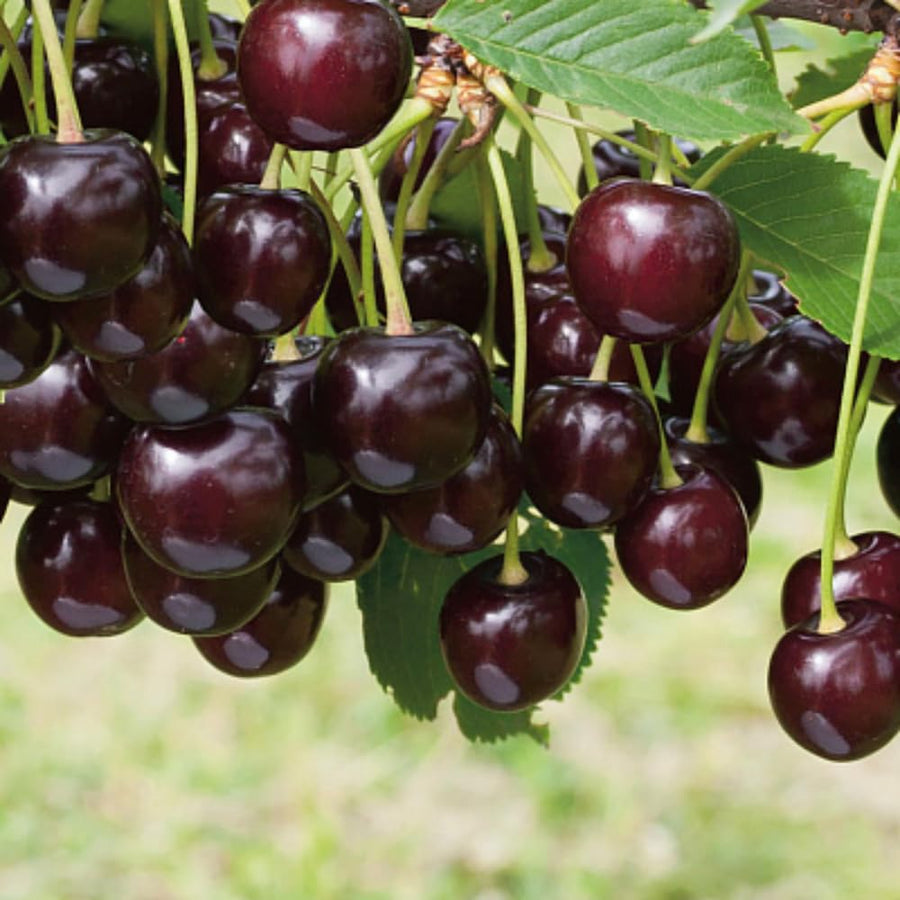 2 Black Cherry Trees Live Plants, Sweet Cherry Plants Live Fruit Tree, Bareroots Dormant 12-18 Inch Height, Wild Black Cherry Seedling for Planting Home Garden