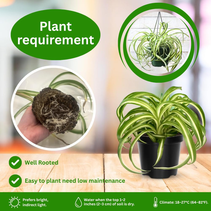 Curly Spider Plant in 4'' Pot, Live Indoor House Plant, Variegated Houseplant Ready to Grow Indoor Outdoor