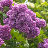 Live Common Lilac Plant, Purple Syringa Flower Plant in 4 Inch Pot, 6-12 Inch Tall Flowering Shrub, Fragrant Spring Garden Plant