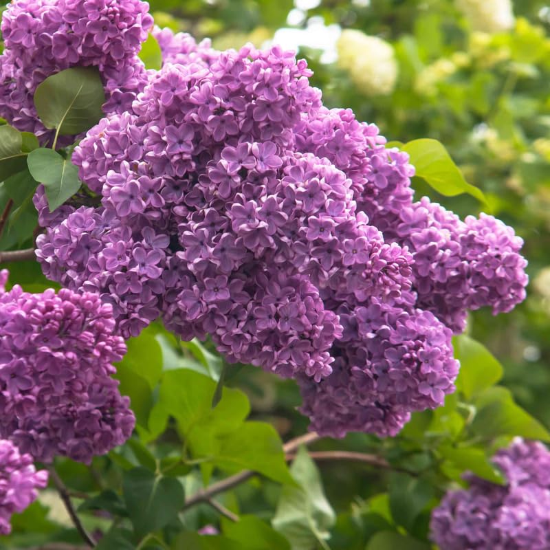 Live Common Lilac Plant, Purple Syringa Flower Plant in 4 Inch Pot, 6-12 Inch Tall Flowering Shrub, Fragrant Spring Garden Plant
