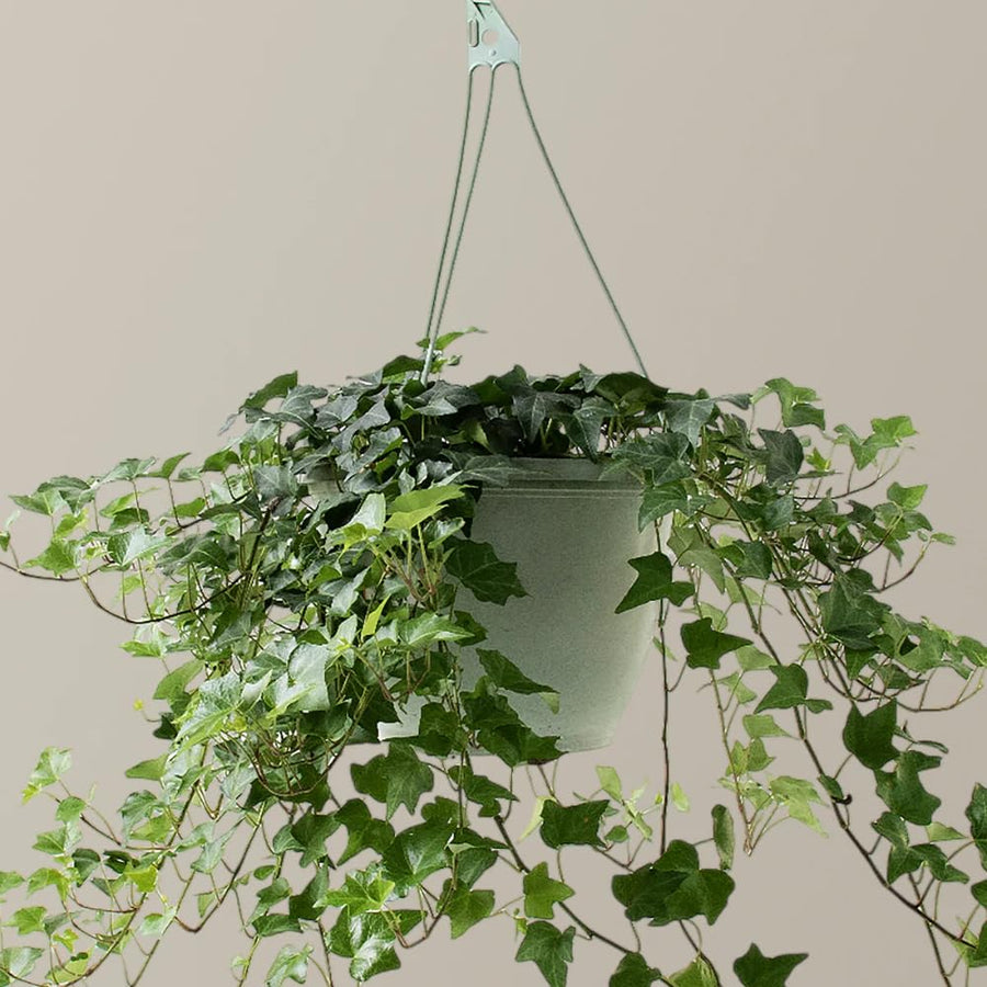 English Ivy Plant Live 4'' Pot, Fast-Growing Trailing Houseplant, Hardy English Ivy Groundcover, Indoor Outdoor Growing (Green Ivy)