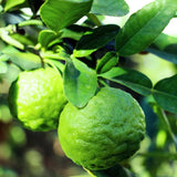 Grafted Green Lime Tree Live, 4 Feet Tall Citrus Plant for Outdoor or Container Growing, Fragrant Leaves and Fruit