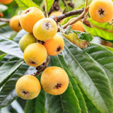 Loquat Plant, 7-10″ Tall Loquat Fruit Tree Live Plant in 4 Inch Pot, Tropical Fruit Tree for Planting, Well Rooted