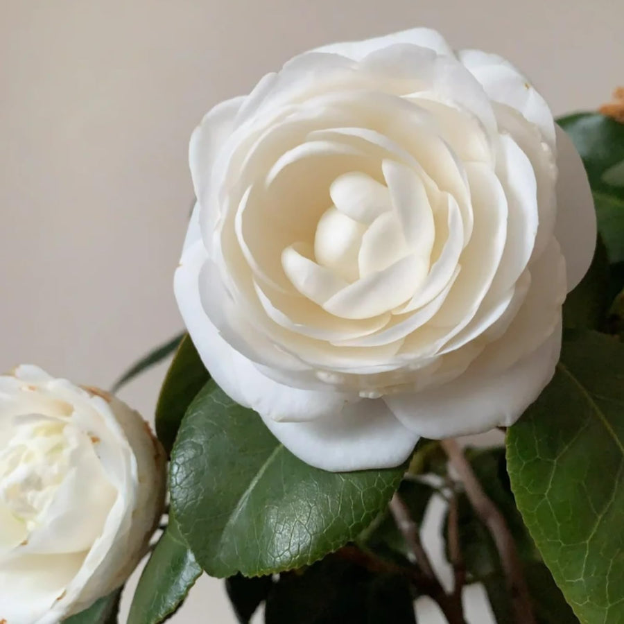Camellia Plant Live, Camellia Flower Shrub, Well-Rooted in Pot, Cold Hardy Plant for Indoor Outdoor, 8-12'' Tall (White)