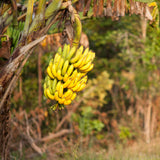 Cavendish Banana Plant Live, Dwarf Banana Tree Well Rooted 2-3 Feet Tall, Sweet Bananas Fruit Tree, Ready to Grow Indoor Outdoor