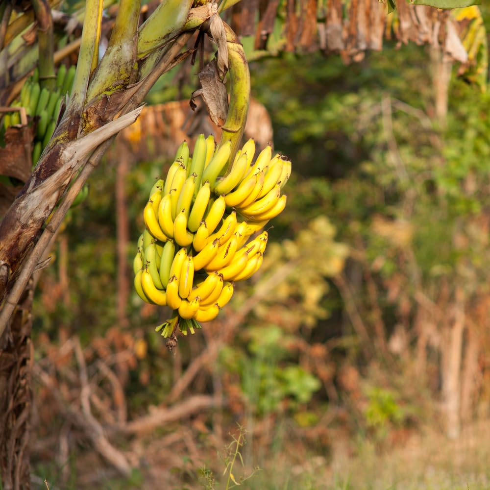 Cavendish Banana Plant Live, Dwarf Banana Tree Well Rooted 2-3 Feet Tall, Sweet Bananas Fruit Tree, Ready to Grow Indoor Outdoor