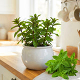 Live Mint Plant in 3.5'' Pot, Herb Plants for Planting Indoor Outdoor, Fragrant, Hardy, Perennial Herbs (Peppermint)